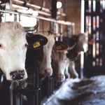 Vache selon sa race et son usage