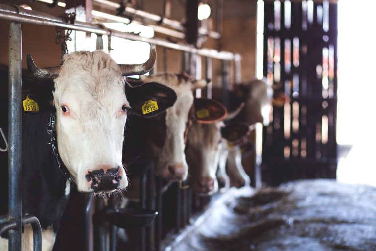Vache selon sa race et son usage