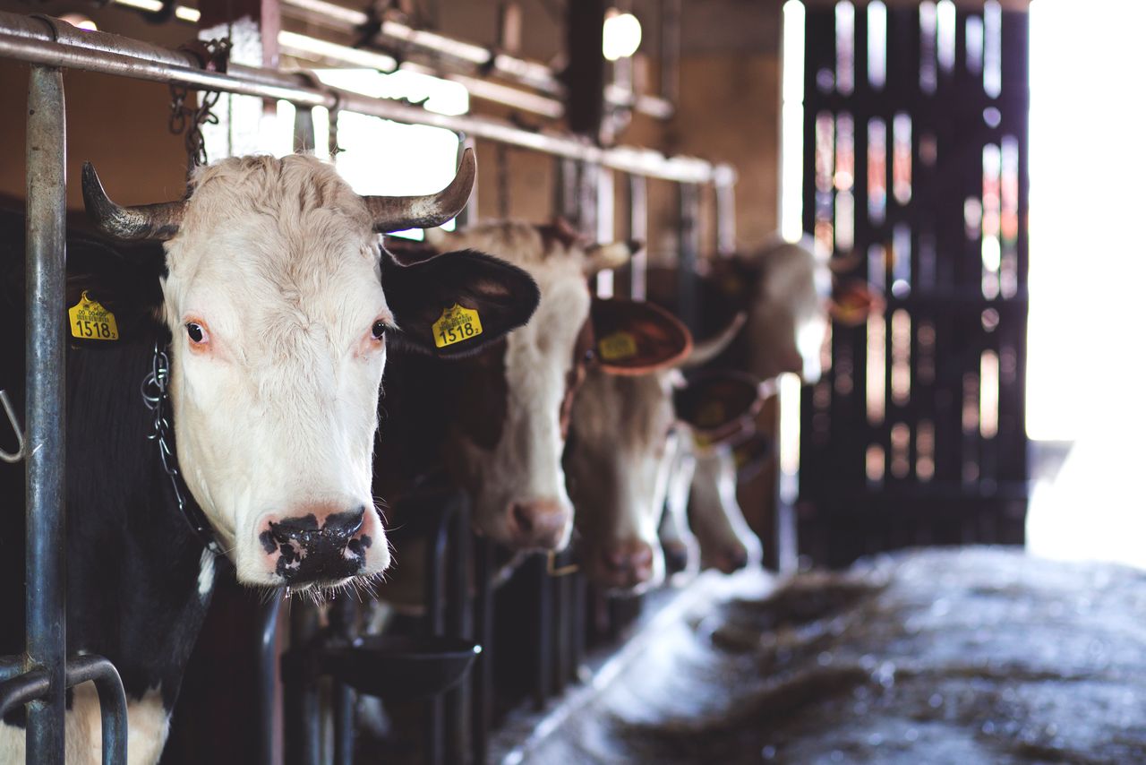 Vache selon sa race et son usage