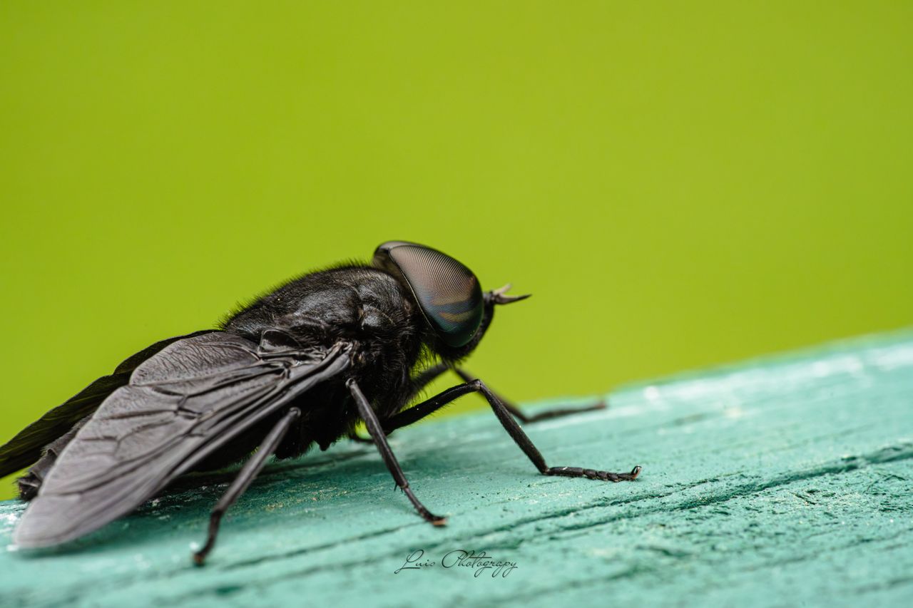Gros insecte noir volant