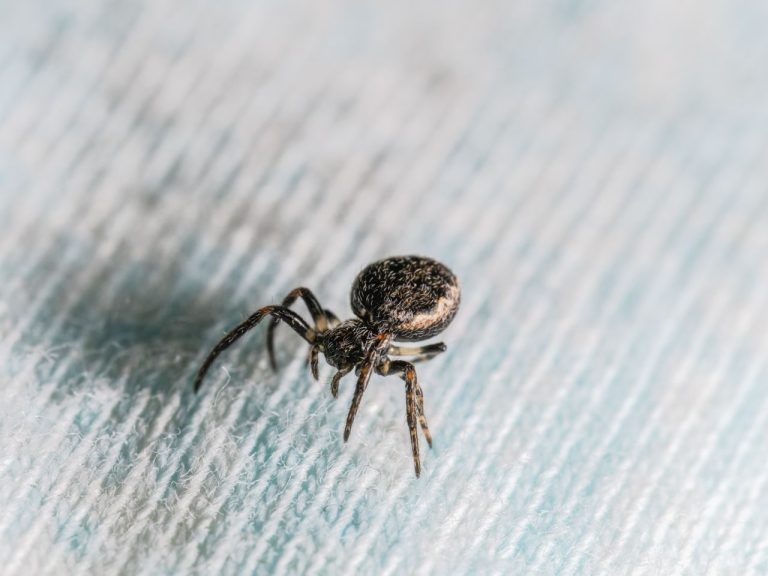 Petites bêtes noires dans la maison