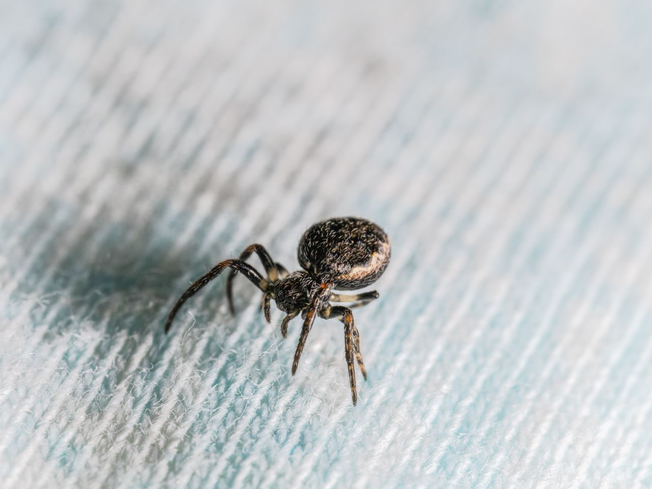 Petites bêtes noires dans la maison