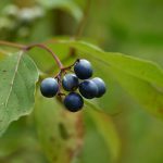 Prunelle sauvage