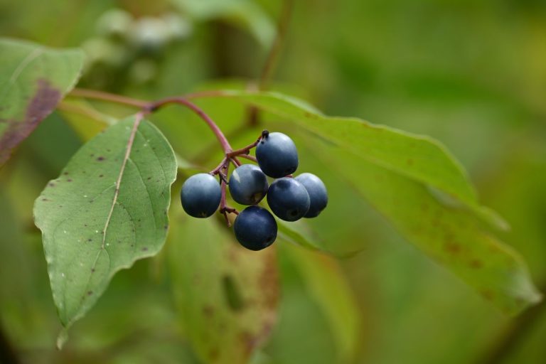Prunelle sauvage