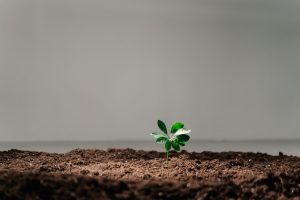 Terre végétale gratuite