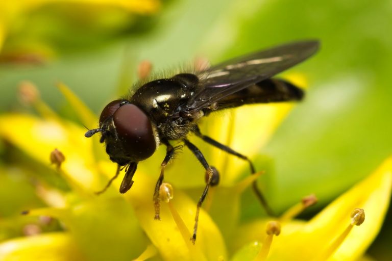 Énorme insecte noir volant