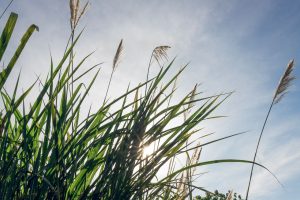 Miscanthus