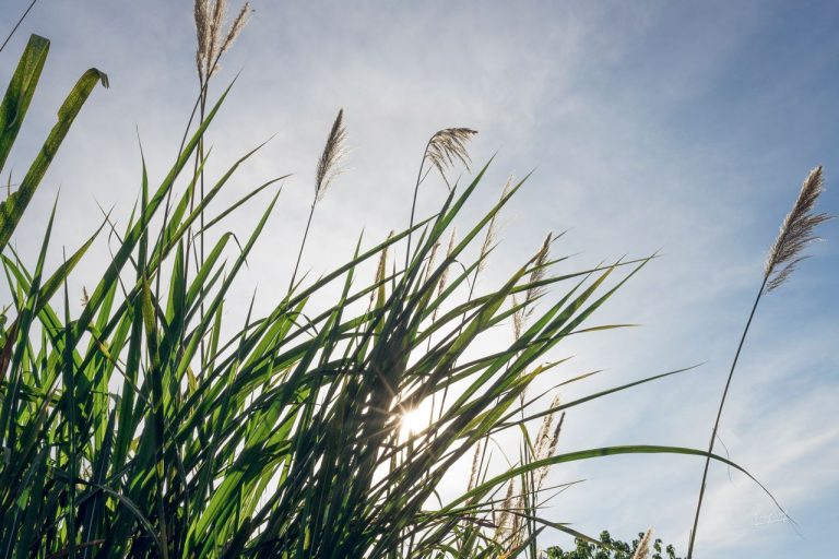 Miscanthus