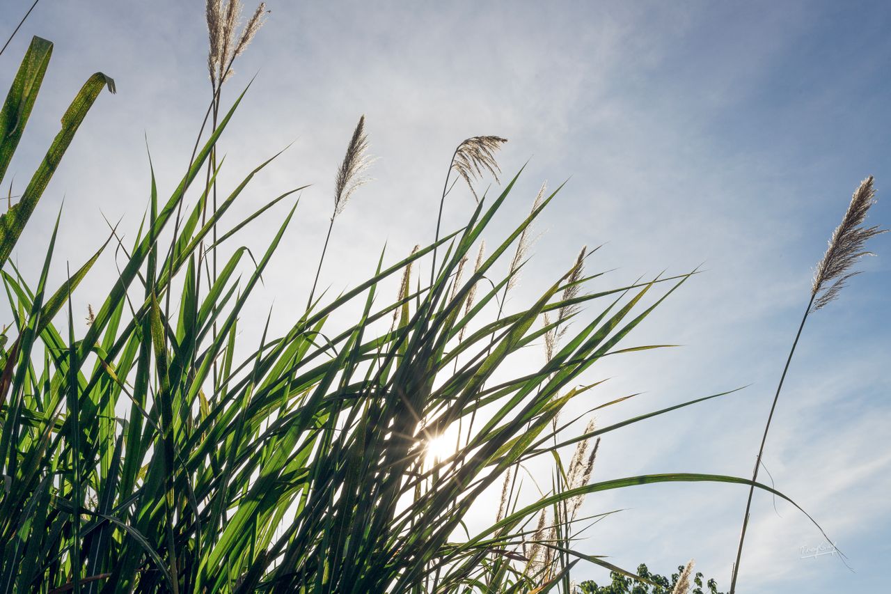 Miscanthus