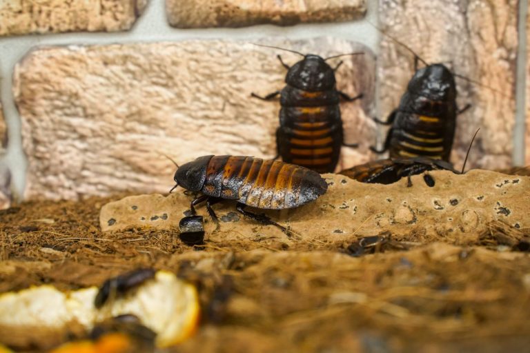 Insecte ressemblant à un cafard
