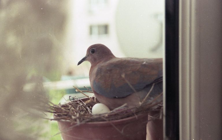 Nid de pigeon sur un balcon