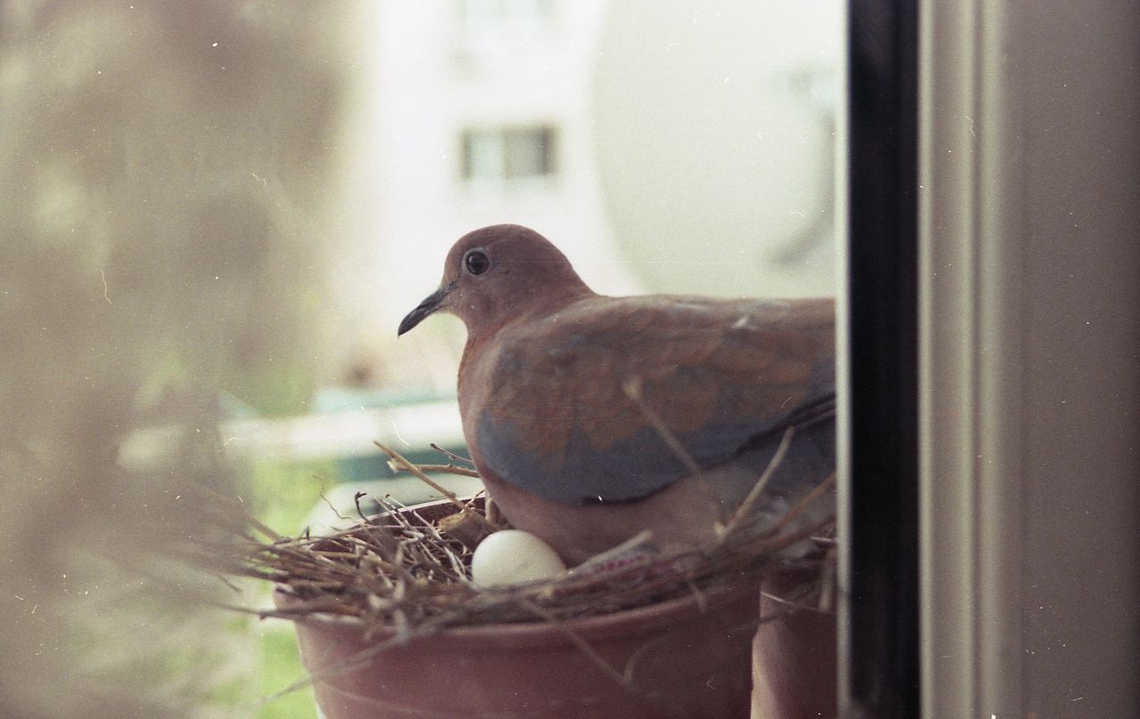 Nid de pigeon sur un balcon